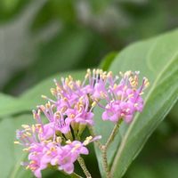 コムラサキシキブ,コムラサキ,シソ科ムラサキシキブ属,小さな庭で,癒されての画像