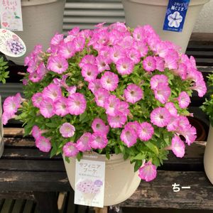 花のある暮らし,サフィニアブーケ,サントリー フラワーズ,一株植え,キューティハニーピンクの画像