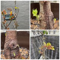 ハナミズキ,シンボルツリー,我が家のシンボルツリー, ハナミズキ,植物観察の画像