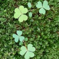 カタバミ,癒やし,苔（コケ）,植木鉢の中に,我が家の画像