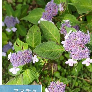 ハーブ園,植中毒,甘茶,植物マニア,花コレクションの画像