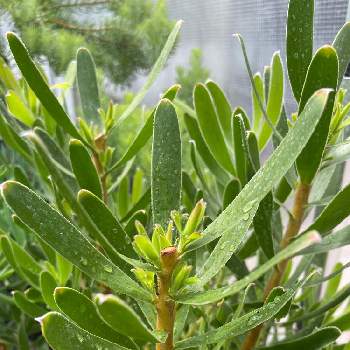 観葉植物のある暮らし,多肉植物好き,増やすぞ〜の画像