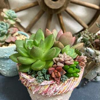 多肉植物,寄せ植え,リメ鉢,ずっと見ていたい,子株の画像