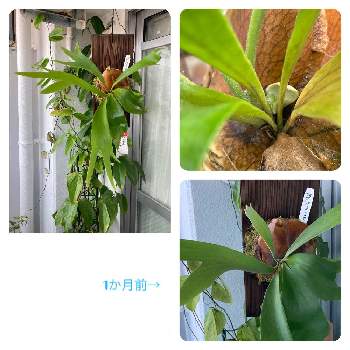 コウモリランの画像