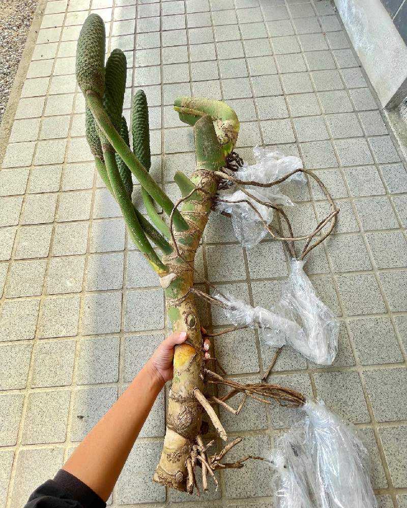 巨大モンステラ 茎 cm No.6 観葉植物 モンステラ 6号サイズ 選べる鉢カバー付き : フラワー