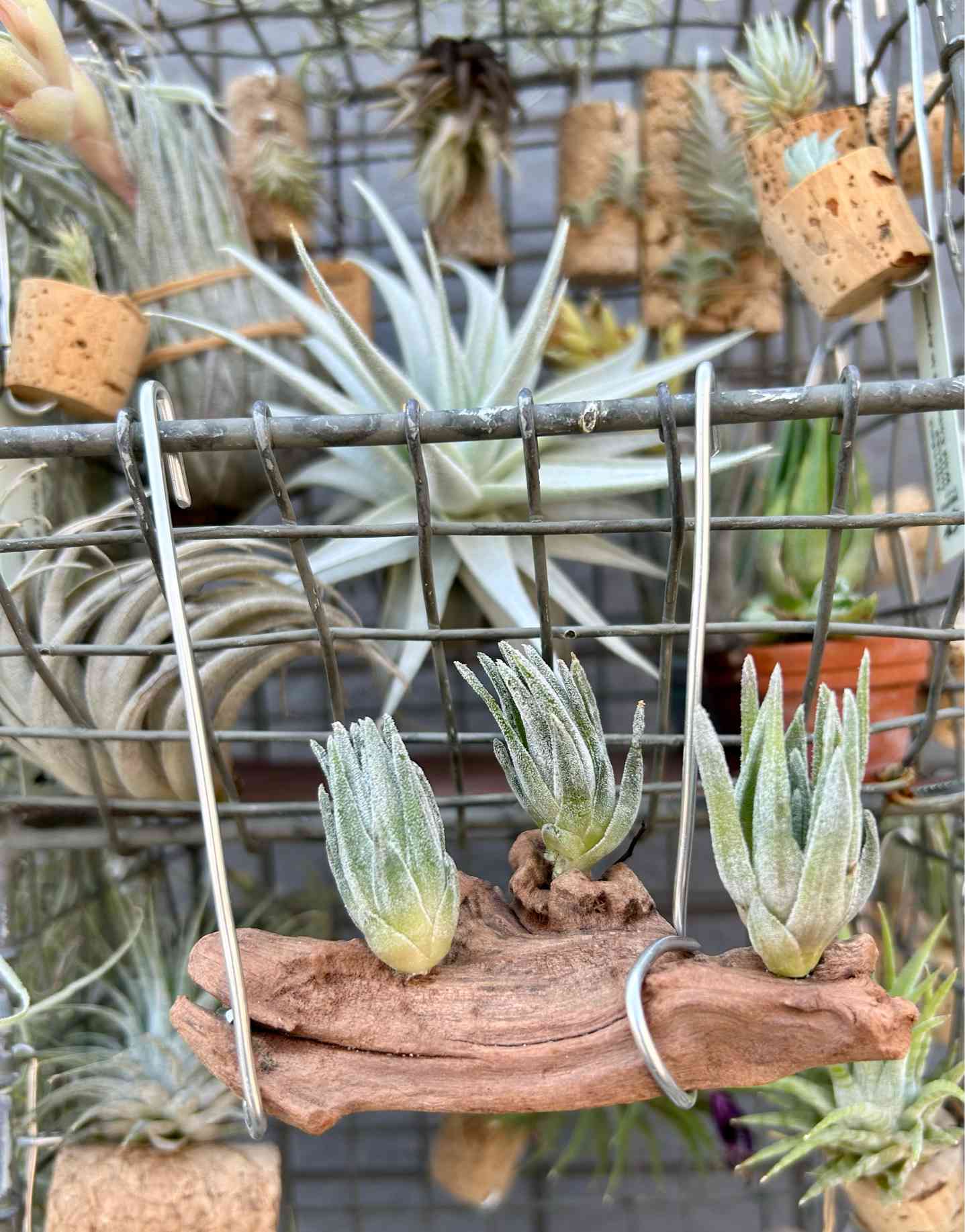 チランジア シーケニー Tillandsia
