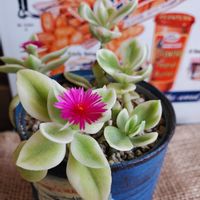 花芽,多肉植物,素敵なお店,ビーナッツ,リメ缶の画像