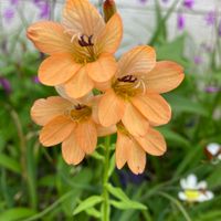 プランター,花壇,公園,庭先,鉢植えの画像