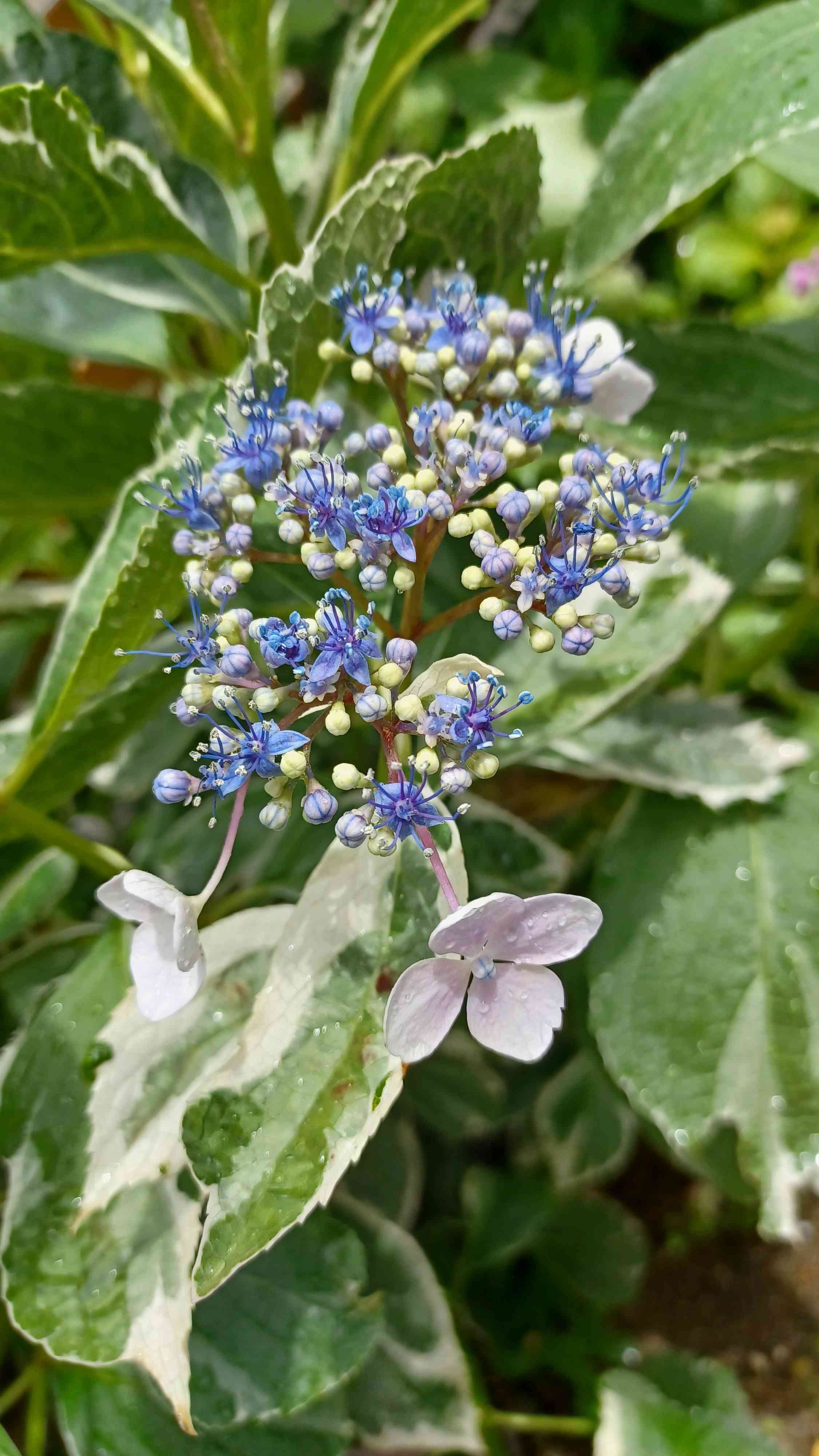 斑入り額紫陽花 ️恋路が浜 ️挿し木苗 感染対策 インテリア・住まい