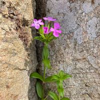 ハマナデシコ,お花,山野草,ガーデニングの画像