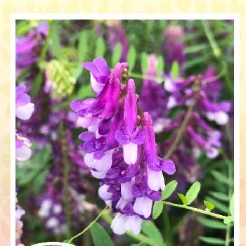紫色,チーム・ブルーNo.145,チーム・ブルー Welcome pic,青い花で梅雨景色2023,花のある暮らしの画像