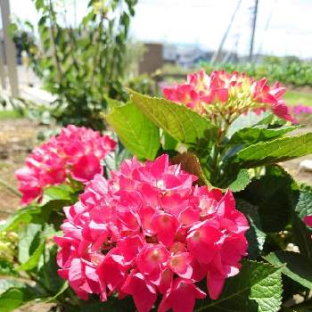 アジサイ パリジェンヌ,紫陽花　あじさい　アジサイ,お花のある暮らし,美しい,感謝❤️の画像