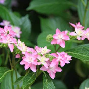 紫陽花 ダンスパーティー,毎日ピンクの日,植物大好き,ピンク❤︎ピンク,植物だいすきの画像