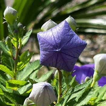 植木鉢,紫色の花,お花を楽しむの画像