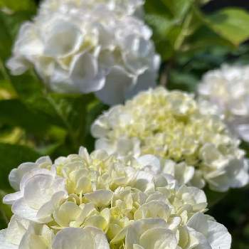 私の癒し,紫陽花♡,やっぱり白花,今朝の庭。,自宅の庭の画像
