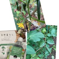 キュウリ,トマト,自然暮らしさんの肥料,花のある暮らし♡,自然暮らしの画像