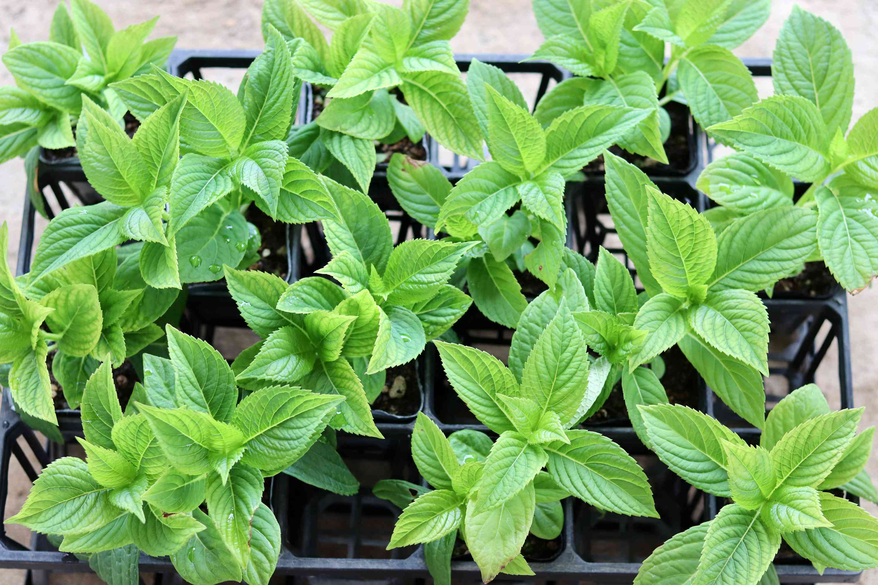 挿し木】アジサイを増やして楽しむ𑁍𓏸𓈒（完結）｜🍀GreenSnap