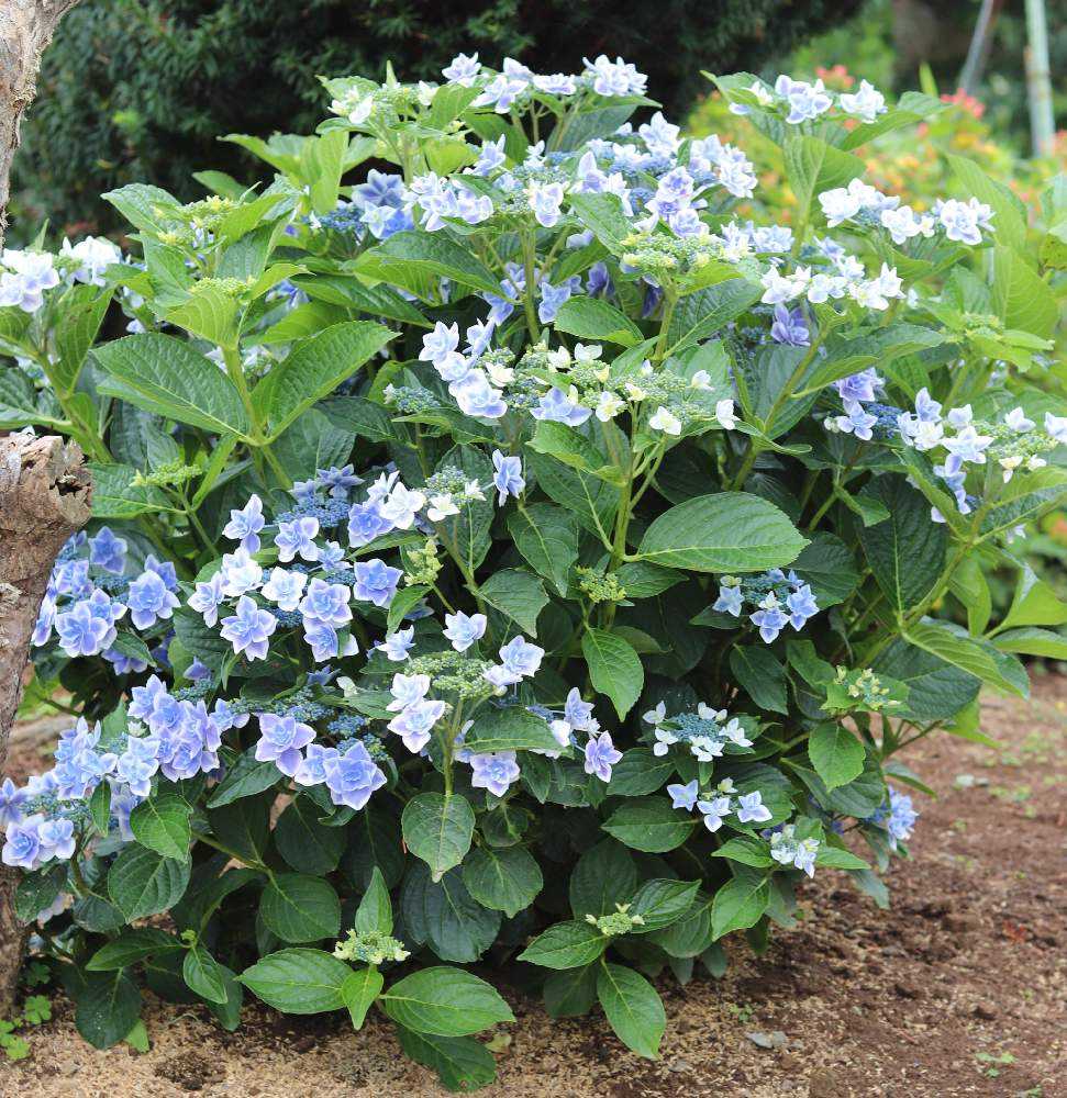 挿し木】アジサイを増やして楽しむ𑁍𓏸𓈒（完結）｜🍀GreenSnap