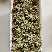姫秀麗,多肉植物,植え替え,グラプトペタルム属,バルコニー/ベランダの画像