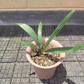 Sabal minor,クマデヤシ,ミキナシサバル, ヤシの木,観葉植物の画像