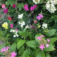 キンギョソウ,紫陽花 ダンスパーティー,カシワバアジサイ,プランターの画像