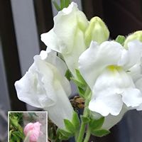 ピンクの花,今日のお花,金魚草(切り花用)の栽培,種からの栽培,金魚草の栽培の画像