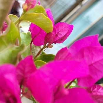 癒やされる,スマホ撮影,ピンクの花,いつもありがとう,ありがとうの画像