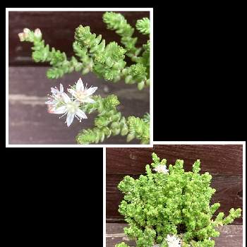 ラベンダー,ムスコイデウム,はなずきんお花記録,多肉箱庭,バルコニー/ベランダの画像