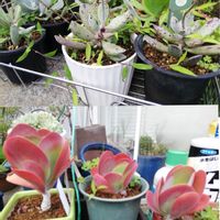 カランコエ,うさぎの耳,庭の一角,夕方のパトロール,花のある暮らしの画像