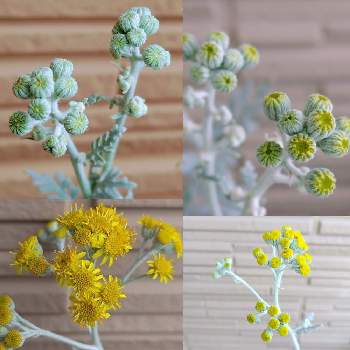 白妙菊(しろたえぎく),ダスティミラー,鉢植え,寄せ植え,シルバーリーフの画像