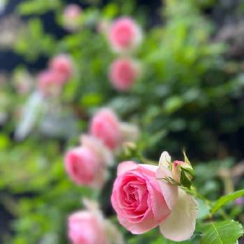 ピエールドゥロンサール,自己流ガーデニング,手作りの庭,バラ・ピエールドゥロンサール,つるバラの画像