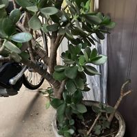 金のなる木の画像