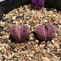 多肉植物,キスキーグラナット,メセン類,メセン,ぷりぷり多肉の画像
