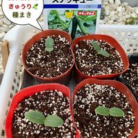 キュウリ,園芸,きゅうり栽培,キュウリ♪,家庭菜園の画像