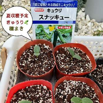 なめこ,きのこ,カインズ,カインズのきのこ栽培セット,きのこ栽培キットの画像