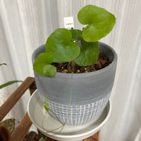 亀甲竜,観葉植物,部屋の画像