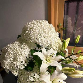 切り花を楽しむ,初夏の庭,紫陽花 アジサイ あじさい,宿根草♪,ユリ　ゆりの画像