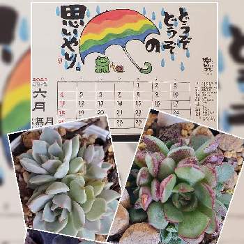 白牡丹葉挿しの画像