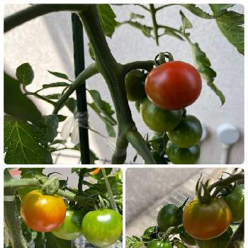 中玉トマト　フルティカ,自然暮らし,プランター野菜,中玉トマト,家庭菜園の画像