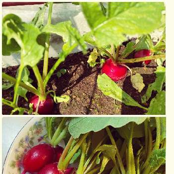 自然暮らし,ミニトマト♥,プランター野菜,カゴメのトマト苗,ベランダガーデニングの画像