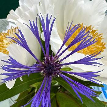 牡丹,ボタン,セントーレア,切り花,身近にあるお花の画像
