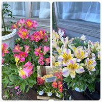 ガーデンアルストロメリア,アルストロメリア,我が家の花壇,ガーデニング初心者,我が家の庭の画像