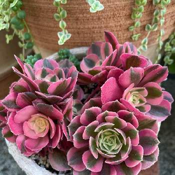 アエオニウムピンクウィッチ,多肉植物,お気に入り,多肉植物　錦,アエオニウム属の画像