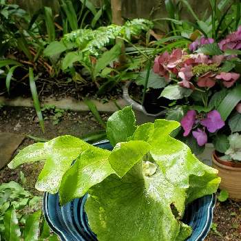レタス✨, コウモリラン ,観葉植物,はっぱ,コウモリラン部の画像