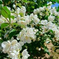 バイカウツギ,スマホ撮影,植物のある暮らし,gardening,flowersの画像