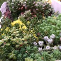 セダム寄せ植え,小さな庭の画像