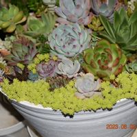 多肉植物,多肉植物セダム,多肉寄せ植え,バルコニー/ベランダの画像