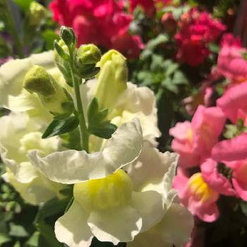 ピンクの花,金魚草♡,寄せ植え,ベランダガーデニング,黄色い花の画像