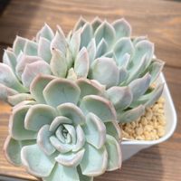 メキシカンスノーボール,多肉植物,小さな庭♡,多肉女子,タニラーの画像