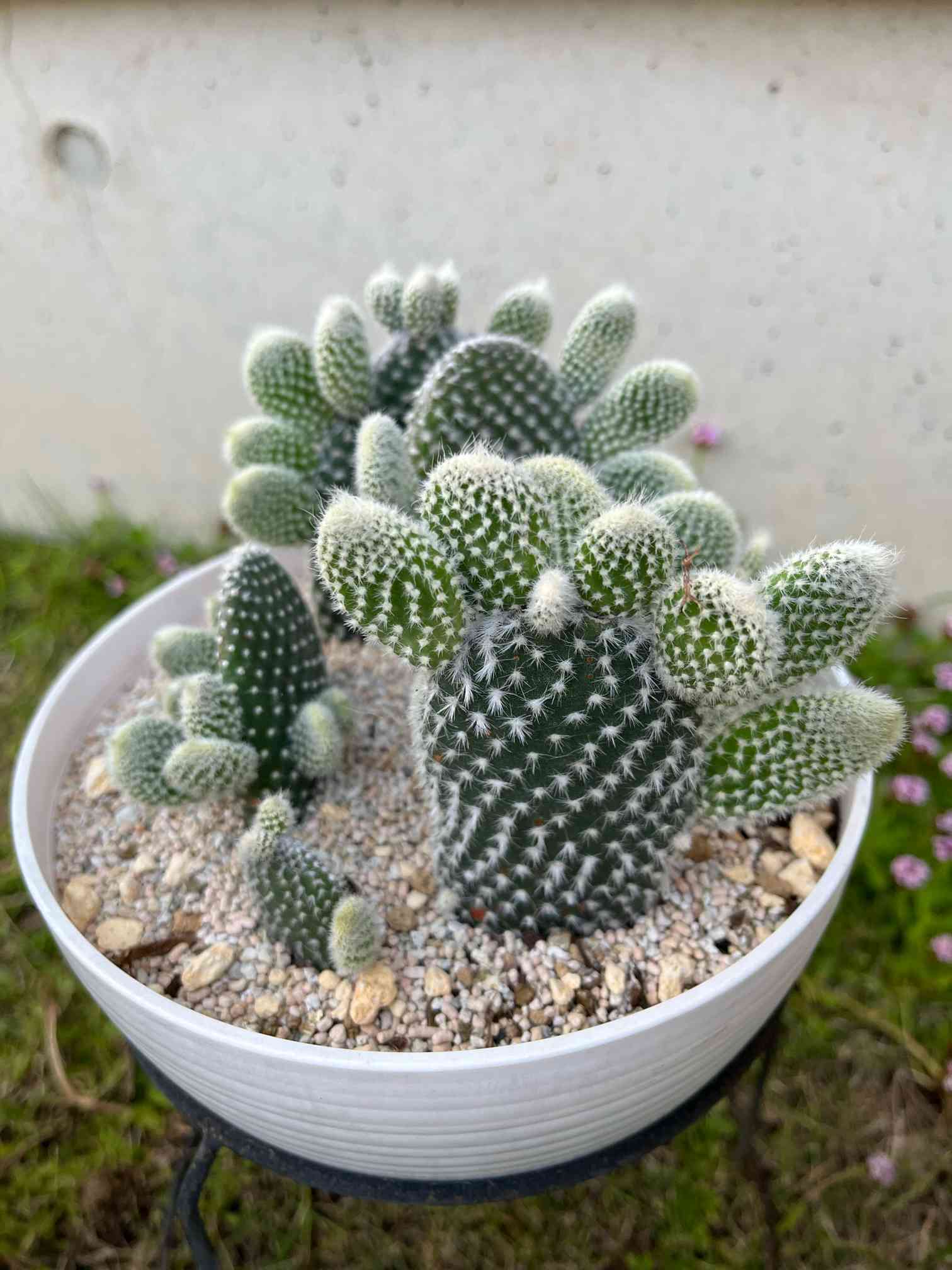 サボテン🌵子株｜🍀GreenSnap（グリーンスナップ）